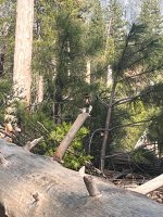 YosemiteBird2.jpeg