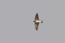 Swallow_80J0967.jpg