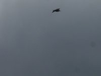 Small Black Bird 2.JPG