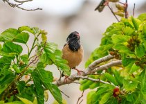 Starling rosy starling Pastor roseus Faneromeni 150523 1.1.jpg