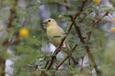 Arabian Golden Sparrow ksa 4.jpg