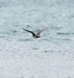 Arctic skua Kalloni Bay 28 May 2023 cc Colin Gittins 3.jpg