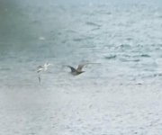 Arctic skua Kalloni Bay 28 May 2023 cc Colin Gittins 2.jpg