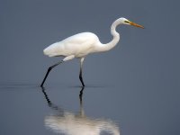 great egret DSCN0690.jpg