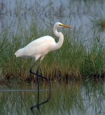 intermediate egret DSCN0399.jpg