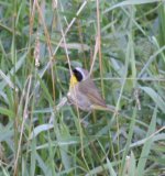 2.CommonYellowthroat.JPG