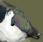 WIP_Lapwing2.jpg