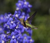 Hummer-2-blue-flowers-best.jpg