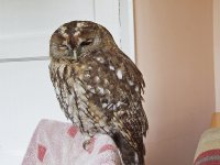 Tawney Owl 1.jpg