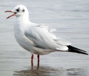 Black-Headed-Gull.jpg