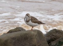 Ruddy Turnstone.jpg