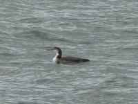 Common Loon.jpg