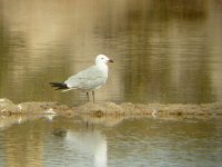 DSCN6152_Audouin's Gull.jpg