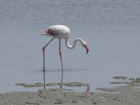 L1210449_Flamingo.jpg