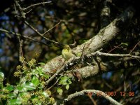 Blackpoll Warbler 1.jpg