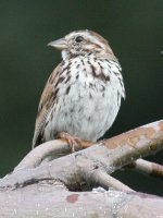 3.SongSparrow.JPG