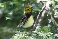 5.BlackThroatedGreenWarbler.JPG