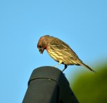 House Finch Eye #5.jpg