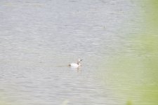 Leistic Pochard.jpg