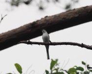 Ashy Minivet_Karuizawa_190623a.jpg