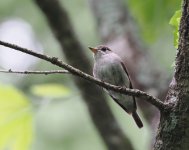 Asian Brown Flycatcher_Karuizawa_200623a.jpg