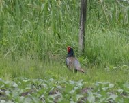 Green Pheasant_Hotchi_200623a.jpg