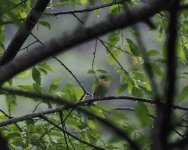 Yellow Bunting_Karuizawa_200623a.jpg