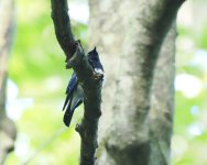 Blue and White Flycatcher_Karuizawa_210623a.jpg