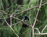 Blue and White Flycatcher_Nikko_210623a.jpg