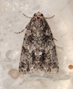 Knot Grass Acronicta rumicis (2).jpg