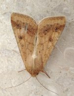 Eastern Bordered Straw Heliothis nubigera.jpg