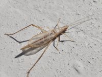 European Tree-cricket Oecanthus pellucens.jpg