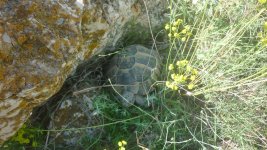 Tortoise quarry.JPG