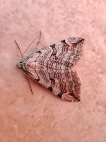 Treble-bar Aplocera plagiata.jpg