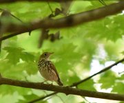 HermitThrush_BrBr_5-11-23_2335.jpg