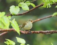 Japanese Leaf Warbler_Nikko_220623a.jpg