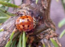 cream-streaked ladybird ex P6280073_edited.jpg