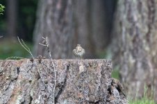 Song-Thrush.jpg