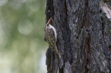 Treecreeper.jpg