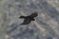 Alpine-Chough2.jpg