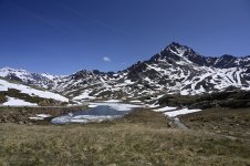 Gavia2.JPG