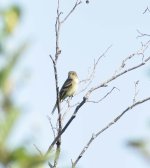 unidentified fly catcher.jpg