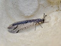 Antlion sp.jpg