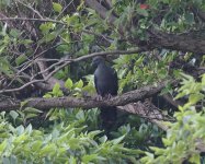 Japanese Wood Pigeon_Miyakejima_250623a.jpg