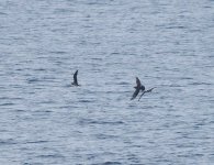 Pomarine Skua_Miyakejima_260623a.jpg