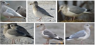 Herring Gulls.JPG