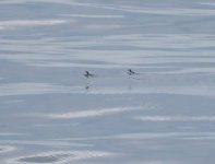 Japanese Murrelet_Tomakomai_290623a.jpg