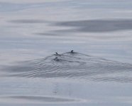 Japanese Murrelet_Tomakomai_290623c.jpg