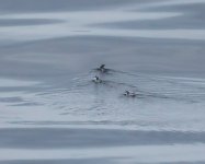 Japanese Murrelet_Tomakomai_290623d.jpg