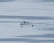 Japanese Murrelet_Tomakomai_290623e.jpg